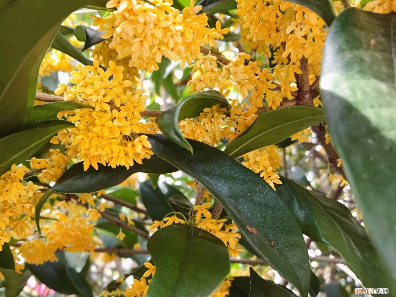 桂花酱的制作方法