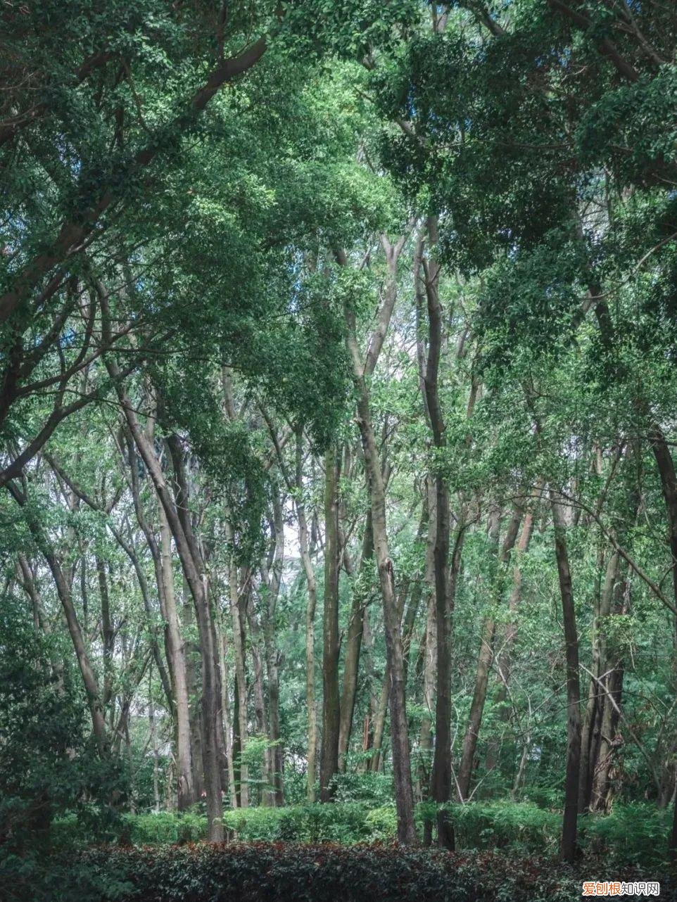 深圳园博园景点介绍