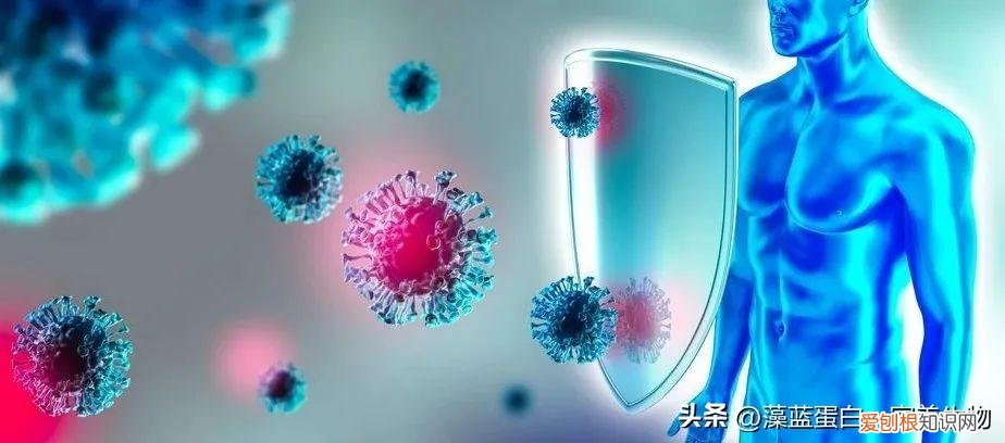 螺旋藻片的功效与作用及副作用