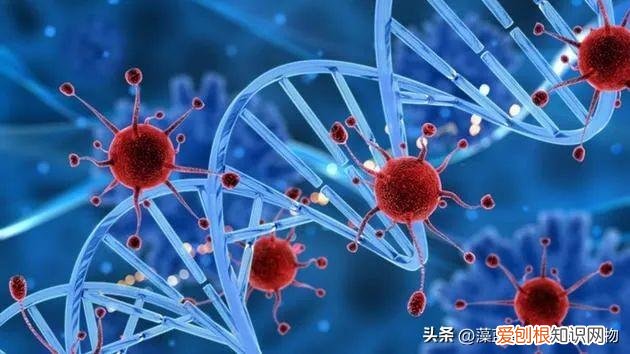 螺旋藻片的功效与作用及副作用