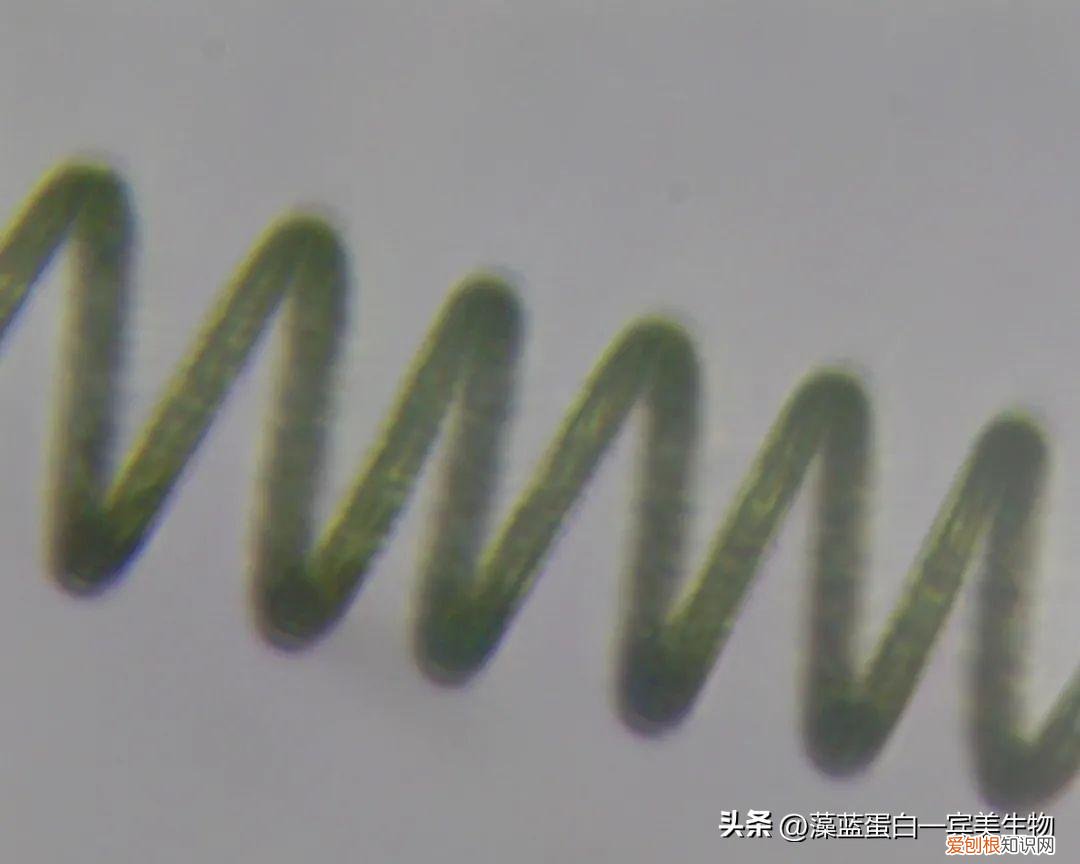 螺旋藻片的功效与作用及副作用