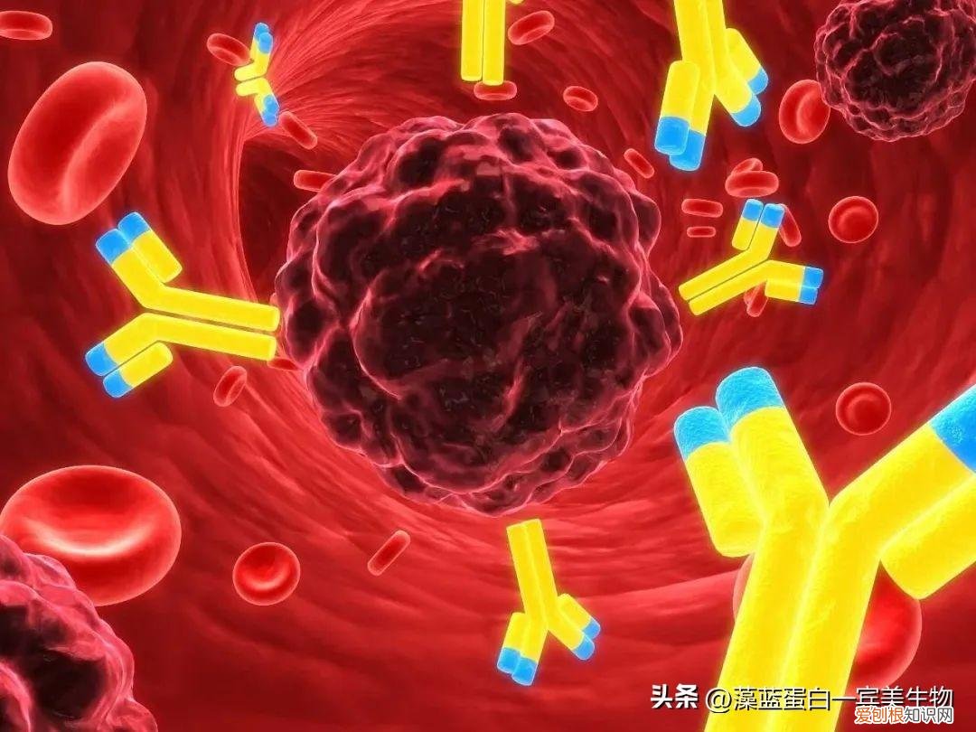 螺旋藻片的功效与作用及副作用