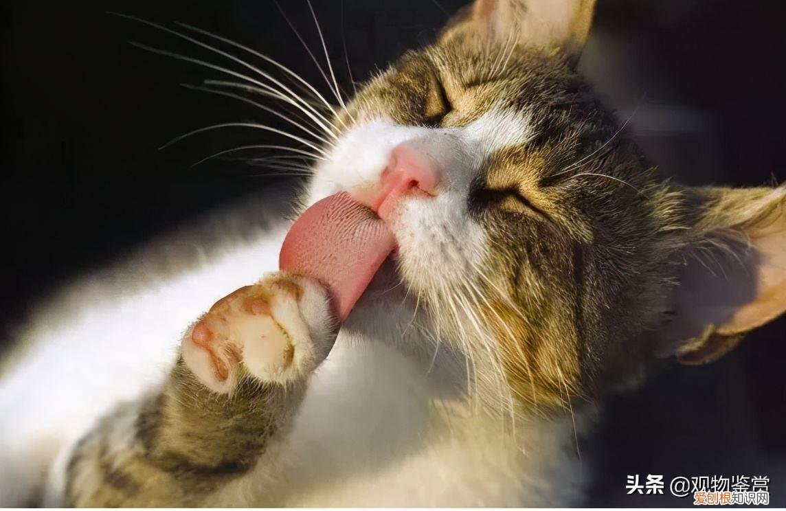 绿十字星收盘什么意思