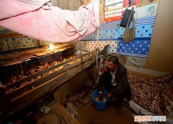 街上买的小鸡怎么养