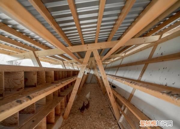 街上买的小鸡怎么养