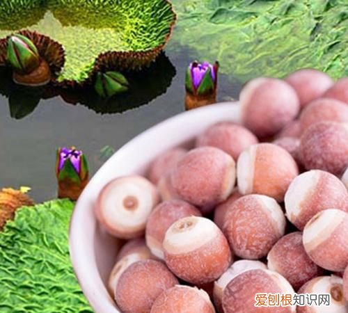 芡实可以生吃吗，芡实是莲藕的果实