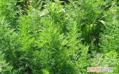 小茴香怎么吃,新鲜茴香怎么吃