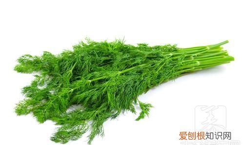 小茴香怎么吃,新鲜茴香怎么吃