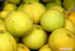 柚子苦能吃吗，柚子放久了苦能吃