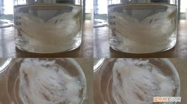 燕窝泡发要多久,燕窝如果用热温水泡发要多久