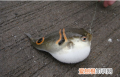 河豚的营养价值，河豚鱼的营养价值什么部位的肉最好吃