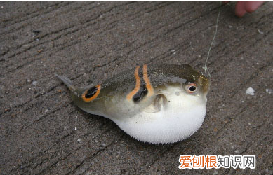 河豚的营养价值，河豚鱼的营养价值什么部位的肉最好吃