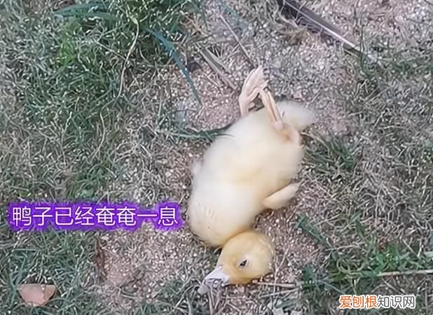 小鸭子不打疫苗会死吗