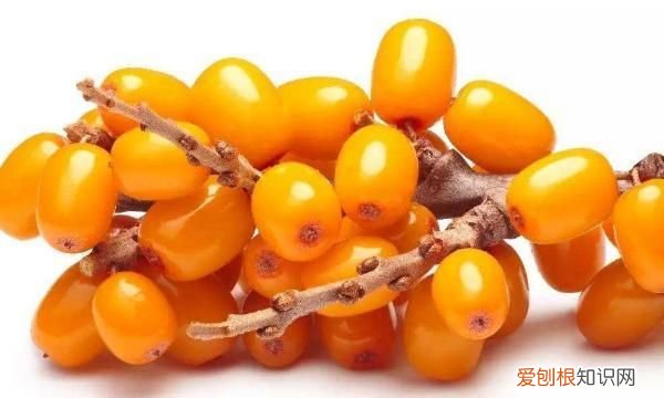 沙棘果怎么保存，沙棘果粒怎么取下来