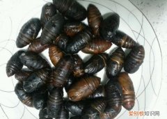 蝉蛹里面的黑心是什么，为啥蚕蛹里面没黑的了