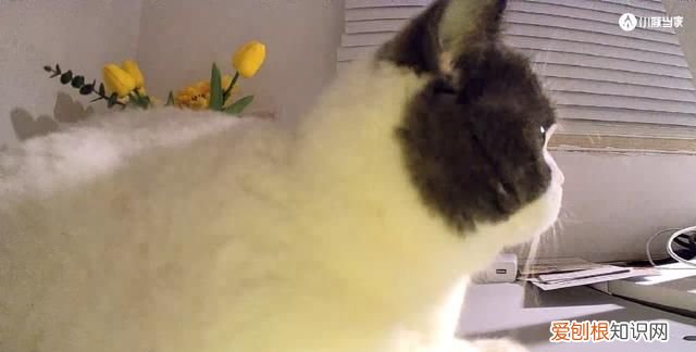 oppo智美生活摄像头测评,oppo 智美摄像头杂音很大