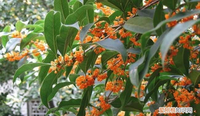 桂花怎么挑选,桂花怎么选择嫁接头