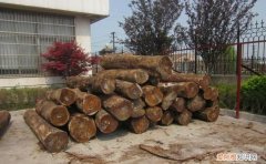 海南马占木是什么木材