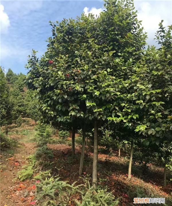 山上挖的山茶花怎么栽活,茶花树移栽需要怎么办才能成活率高