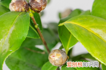 山上挖的山茶花怎么栽活,茶花树移栽需要怎么办才能成活率高