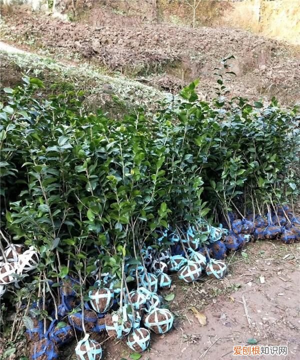 山上挖的山茶花怎么栽活,茶花树移栽需要怎么办才能成活率高