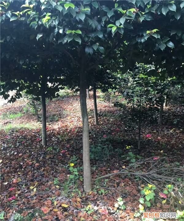 山上挖的山茶花怎么栽活,茶花树移栽需要怎么办才能成活率高