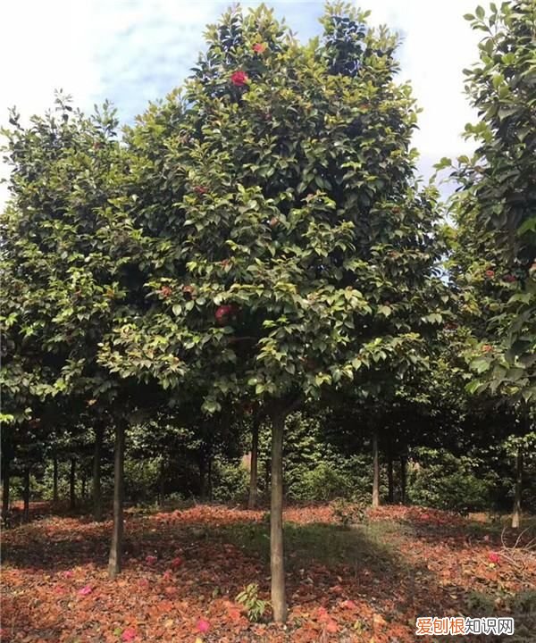 山上挖的山茶花怎么栽活,茶花树移栽需要怎么办才能成活率高