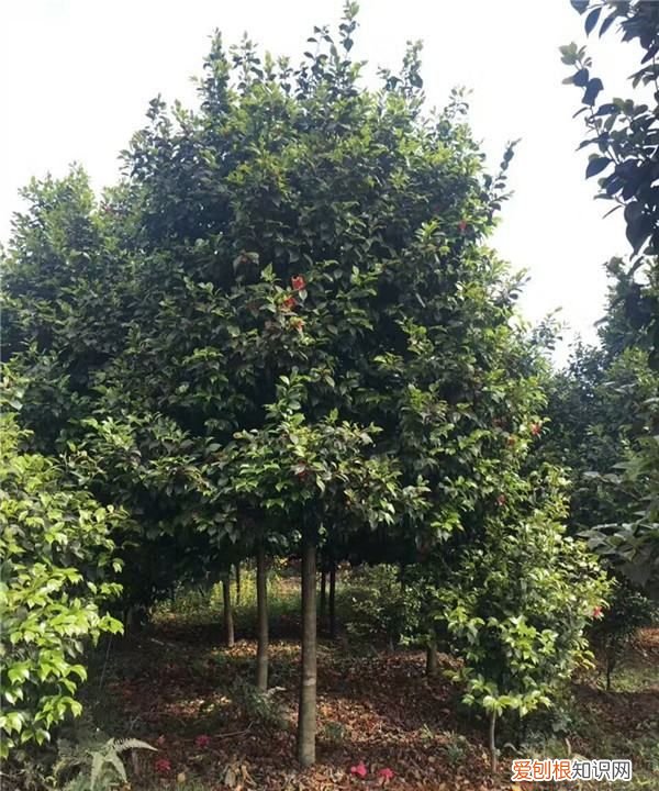 山上挖的山茶花怎么栽活,茶花树移栽需要怎么办才能成活率高