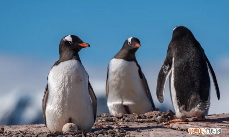 为什么北极没有企鹅,为什么南极有企鹅北京没有