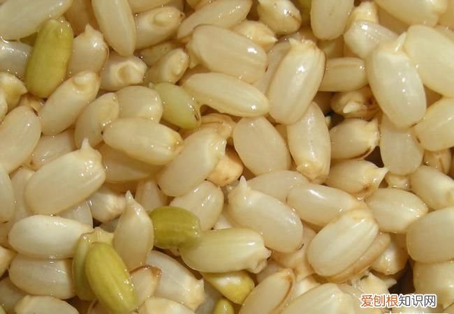 糙米如何发芽，糙米与发芽糙米的区别