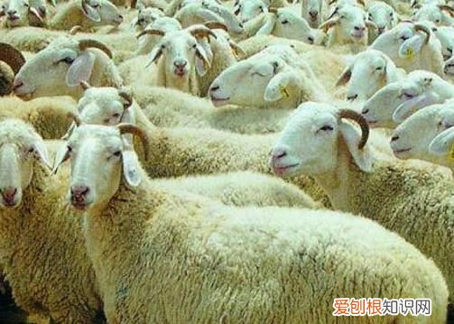 三个月绵羊多重,三个月的沧山黑山羊有多重