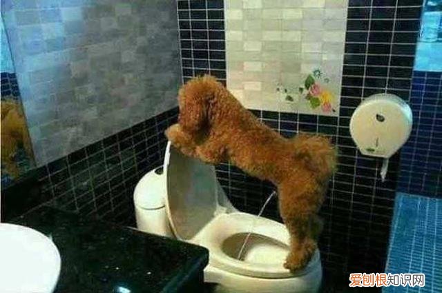 狗尿血是什么原因导致的