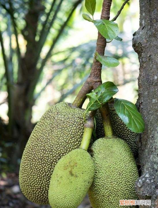 菠萝蜜的籽能种，菠萝蜜的籽可以种出菠萝蜜吗