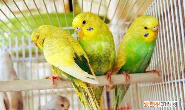 鹦鹉太吵了怎么让它不叫