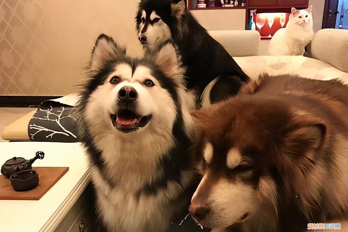 阿拉斯加犬好养吗