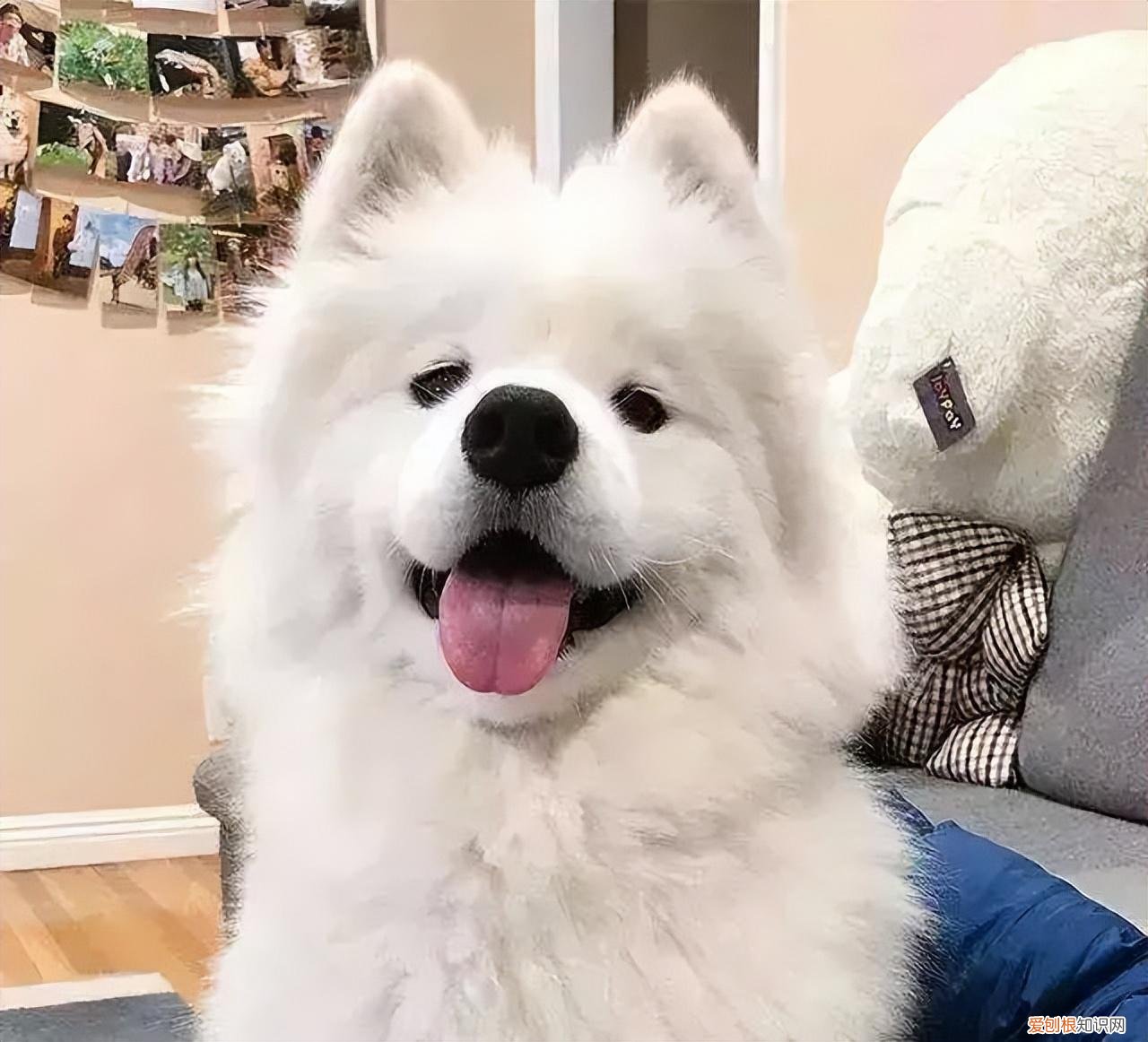 阿拉斯加犬好养吗