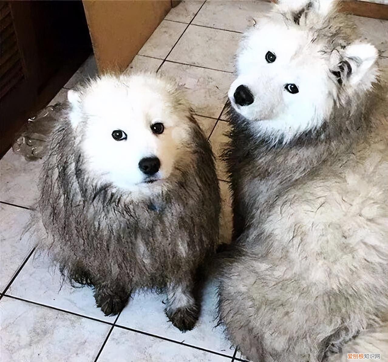 阿拉斯加犬好养吗