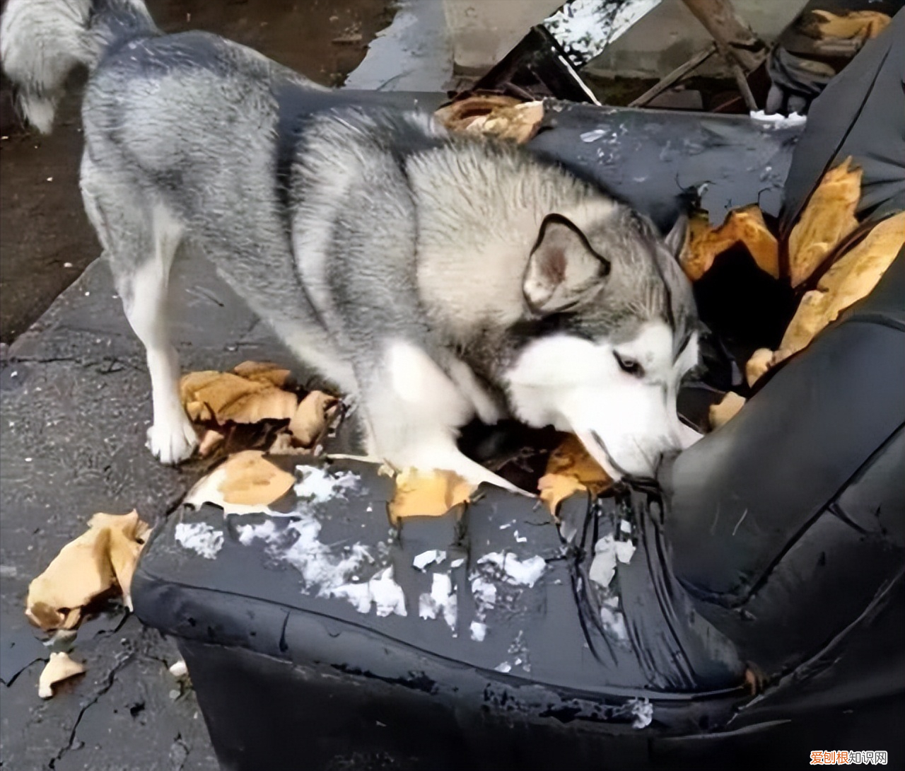 阿拉斯加犬好养吗