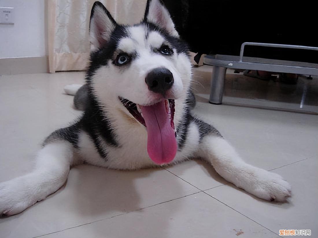 阿拉斯加犬好养吗