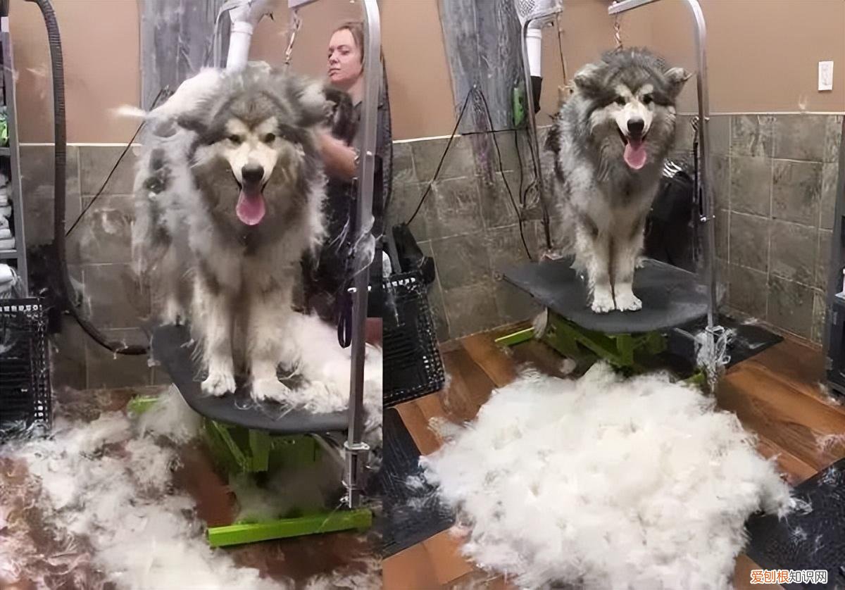 阿拉斯加犬好养吗