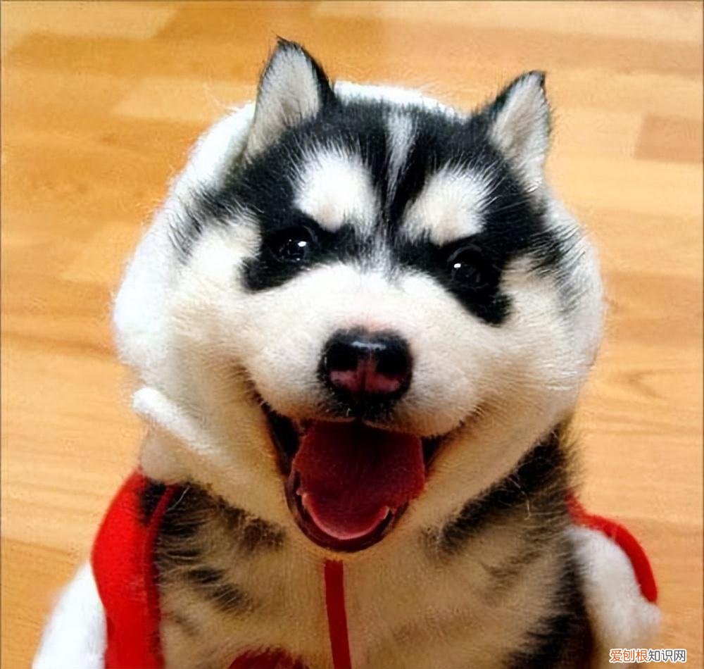 阿拉斯加犬好养吗