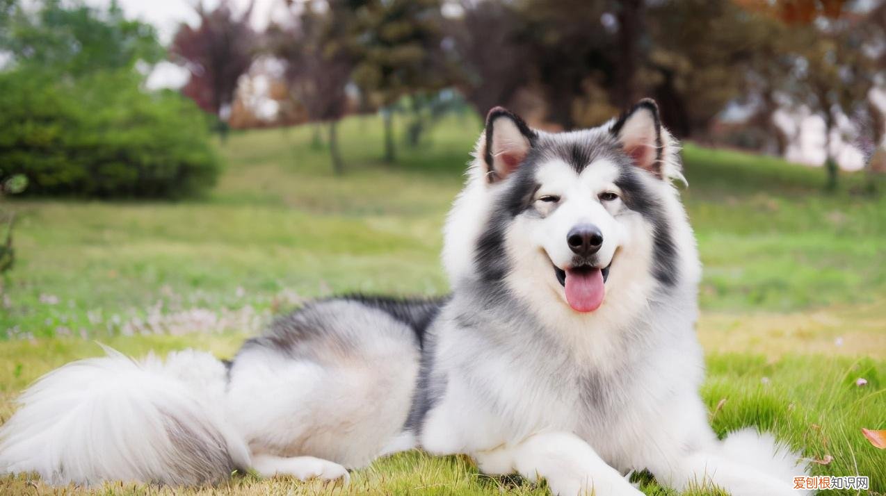 阿拉斯加犬好养吗
