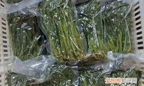 香椿芽怎么冷冻保存，香椿焯水后怎么保存