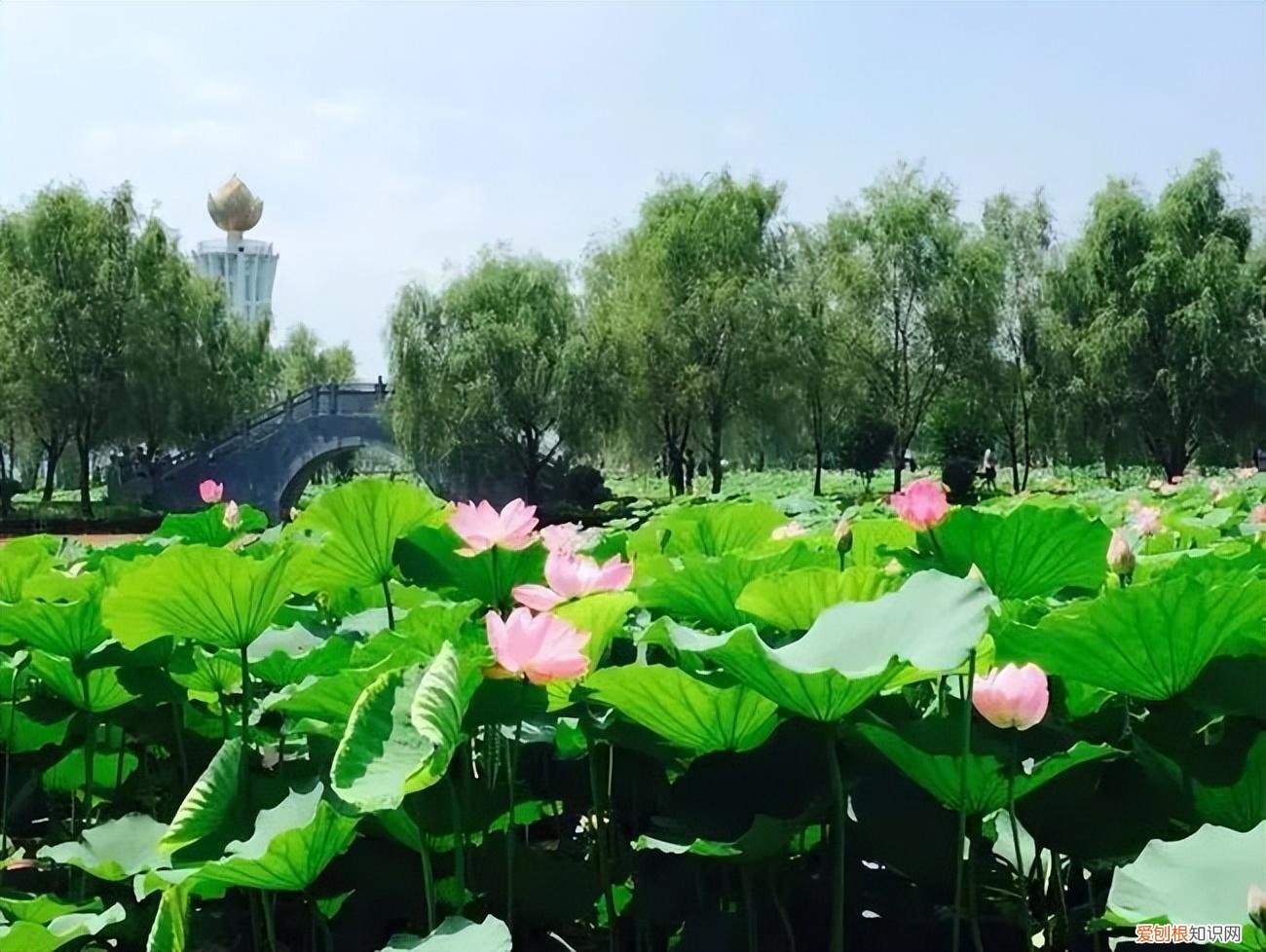 岳阳旅游景点攻略