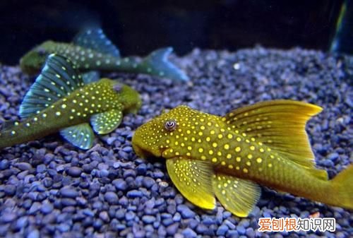 清道夫工作原理,清道夫的作用与功效