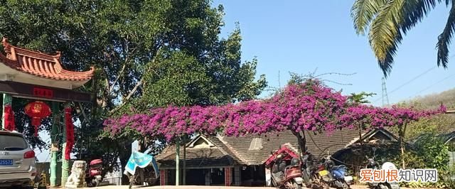 夏天有什么特点和景物，大清早蝉停留窗户寓意什么