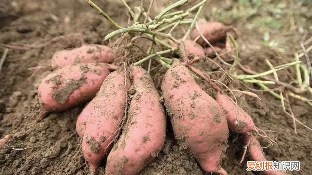 济薯26红薯生长期是多少天,哪种红薯出淀粉量最高适合北方种植
