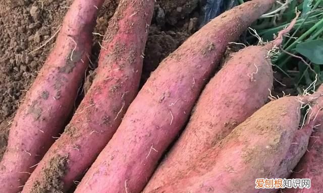 济薯26红薯生长期是多少天,哪种红薯出淀粉量最高适合北方种植
