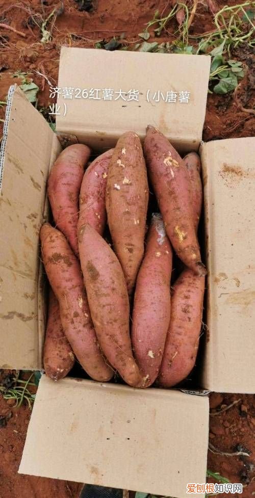 济薯26红薯生长期是多少天,哪种红薯出淀粉量最高适合北方种植