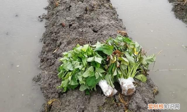 济薯26红薯生长期是多少天,哪种红薯出淀粉量最高适合北方种植